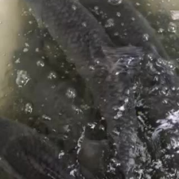 大青鱼