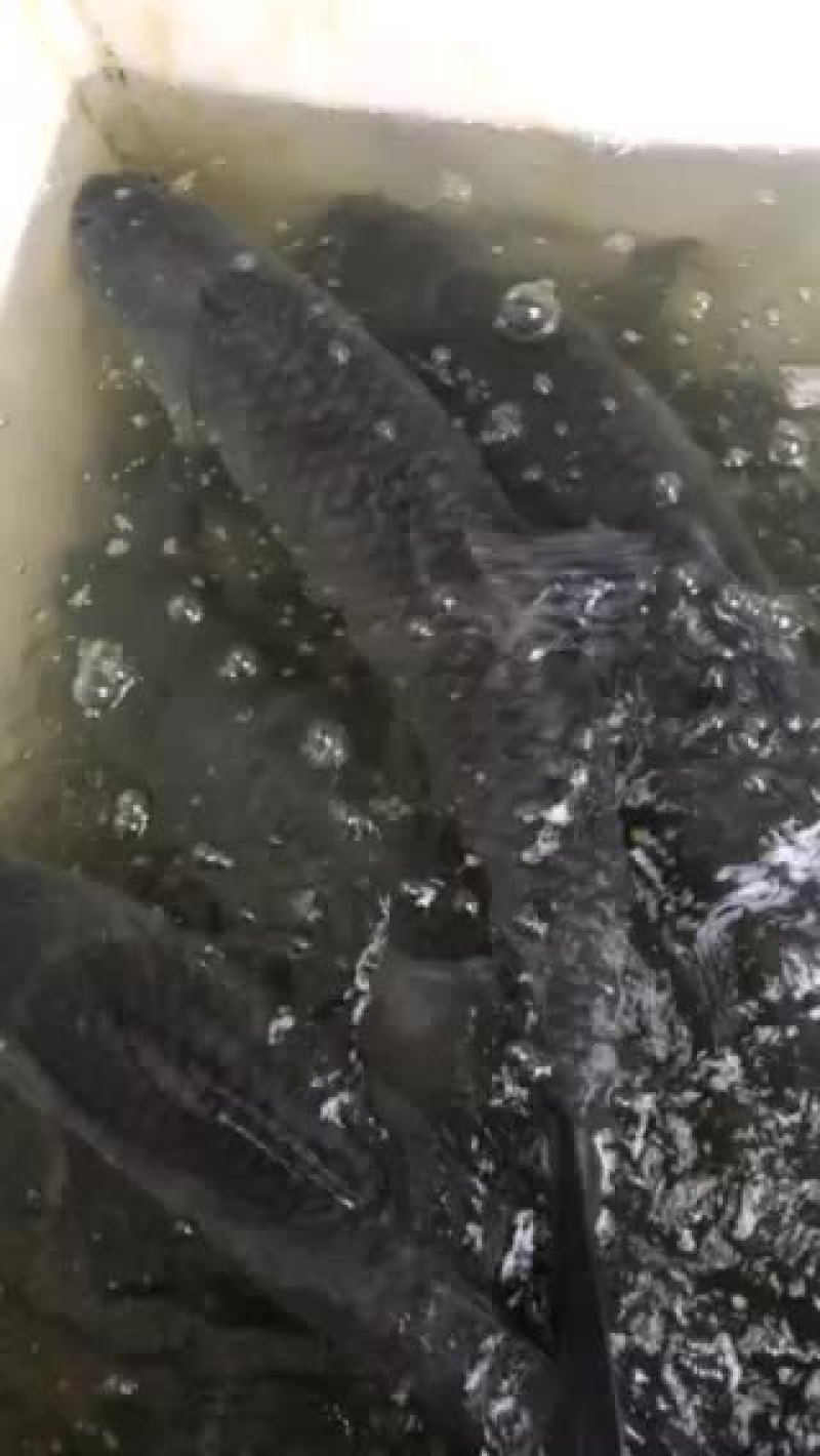 大青鱼