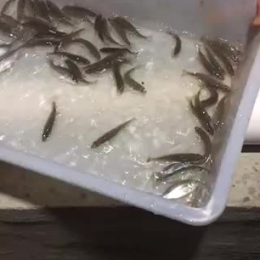 鲈鱼苗111111111