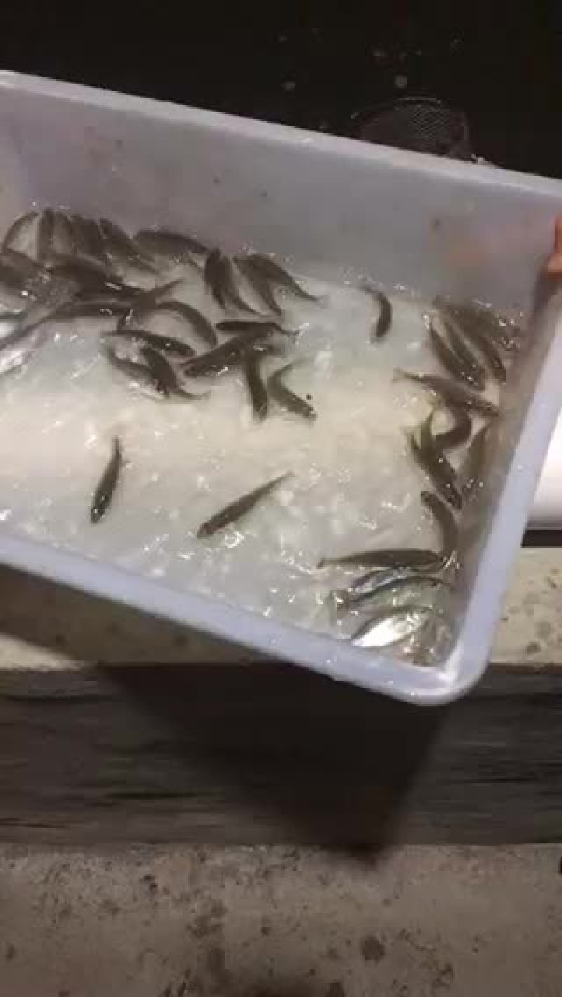 鲈鱼苗111111111