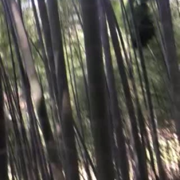 南竹
