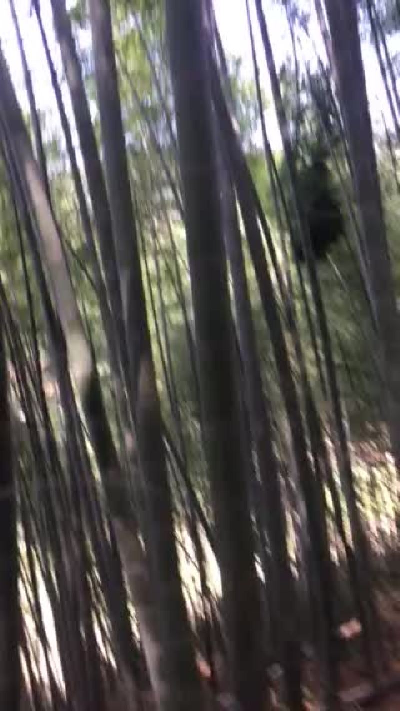 南竹