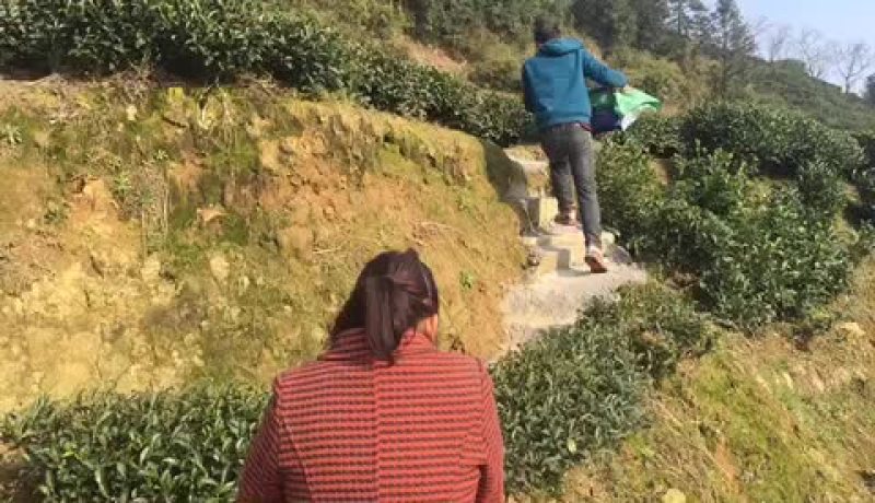 土鸡童子鸡母鸡公鸡小鸡苗土鸡苗每只1.6斤左右批发价便宜