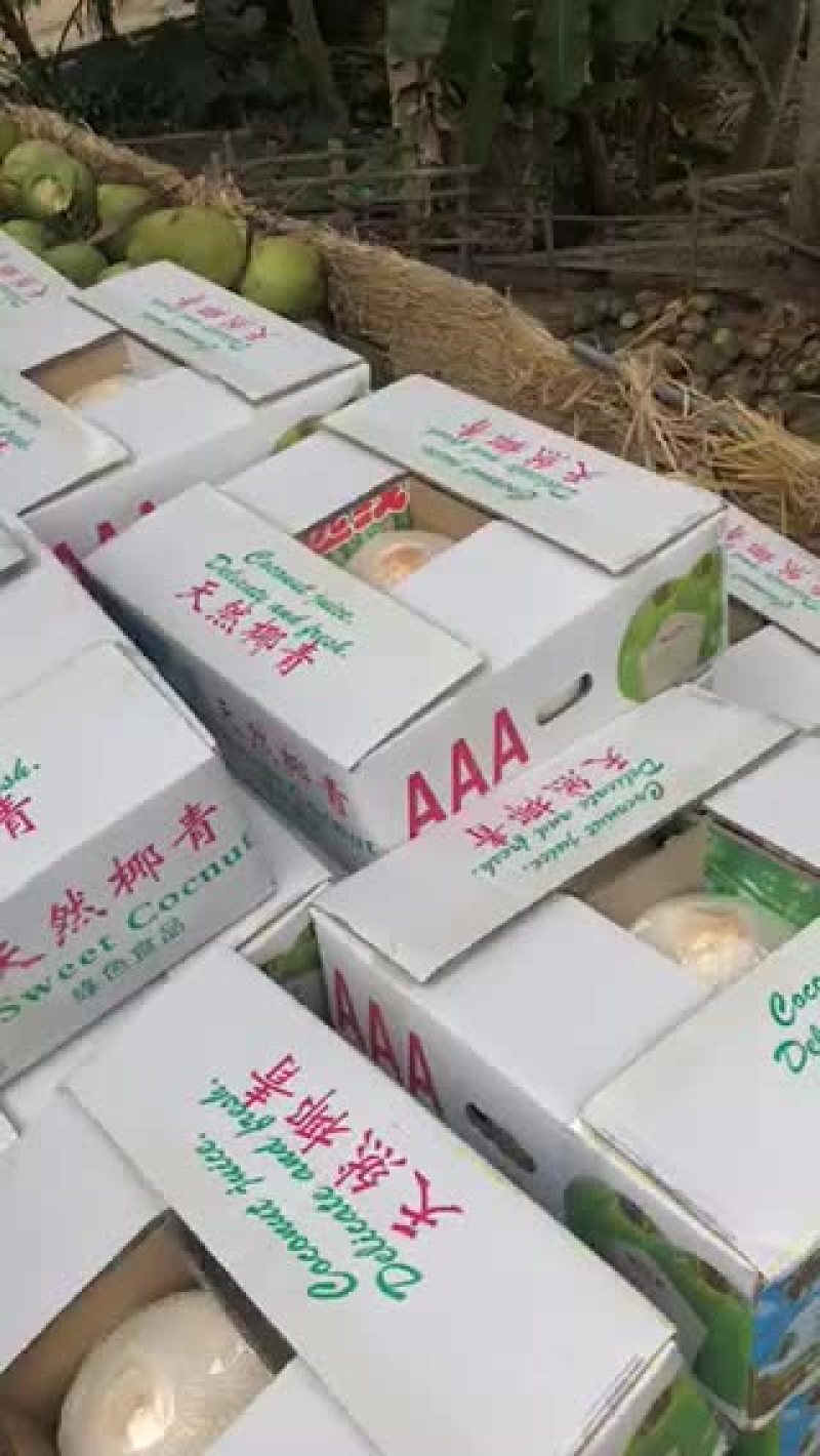 椰子