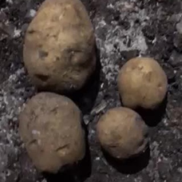 出售山里大延薯三量起一斤多的有都是