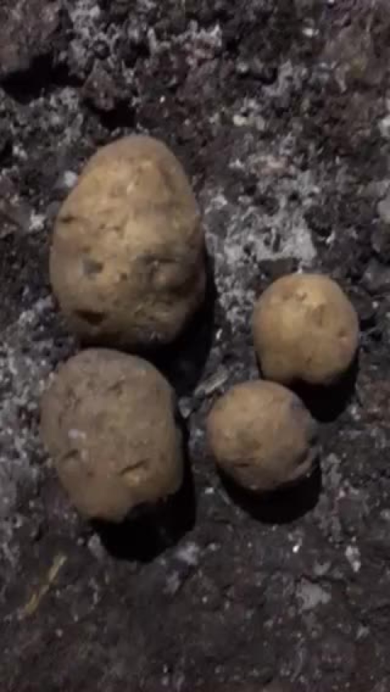 出售山里大延薯三量起一斤多的有都是