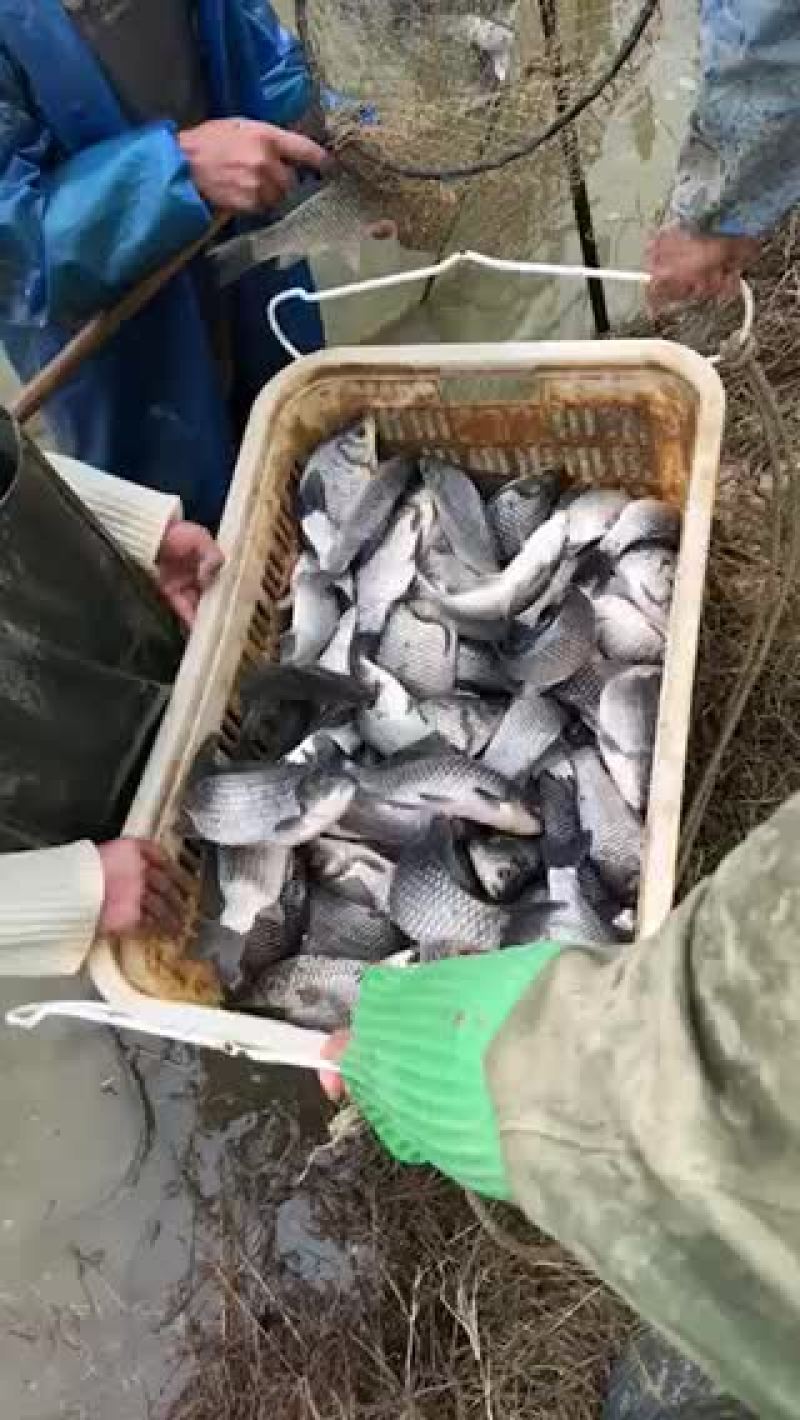 彭泽鲫鱼