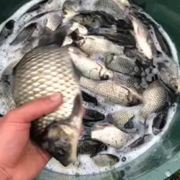 彭泽鲫鱼