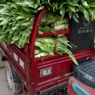 三青皮莴笋