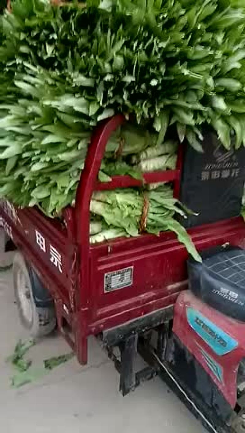 三青皮莴笋