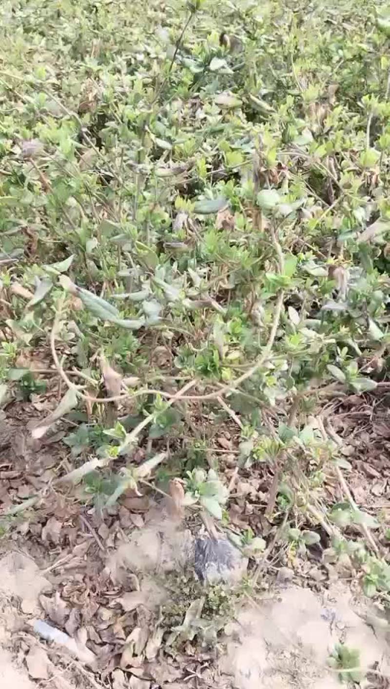 优质金银花苗