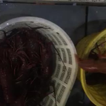红龙墨龙美龙