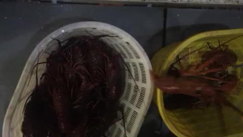红龙墨龙美龙