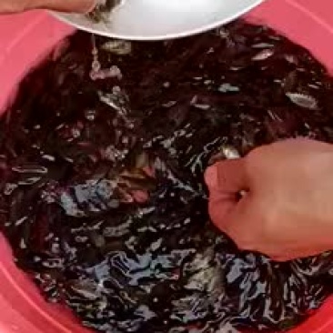 罗非鱼苗