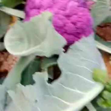 精品紫花椰菜，小郭特菜
