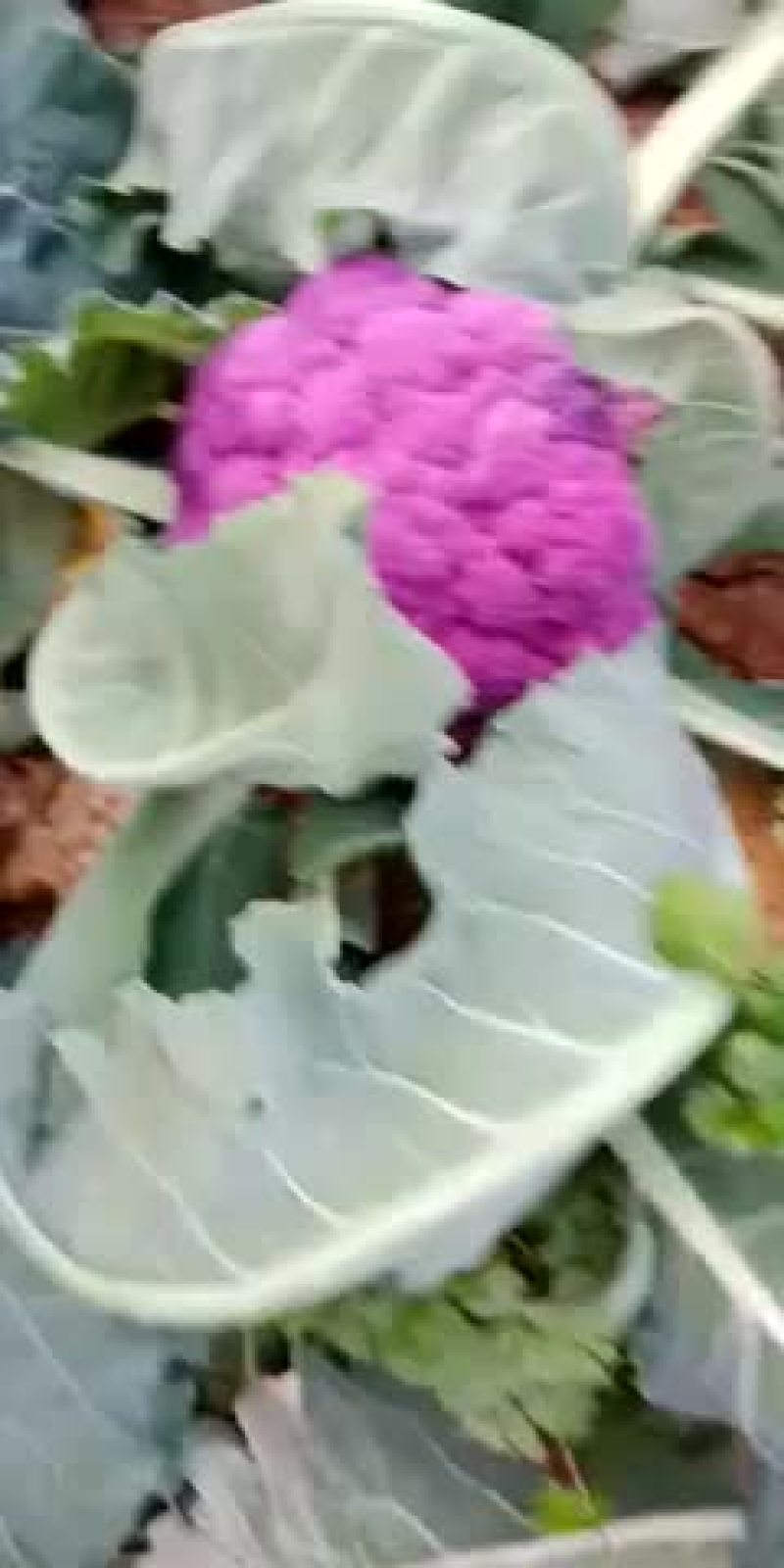 精品紫花椰菜，小郭特菜