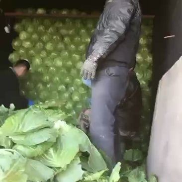 晚甘蓝又下来了
