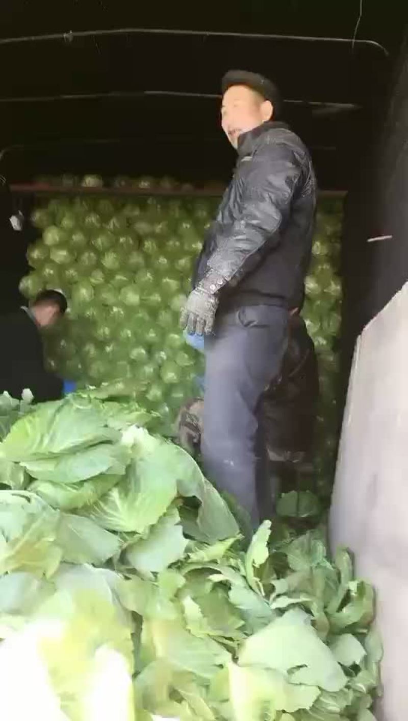 晚甘蓝又下来了