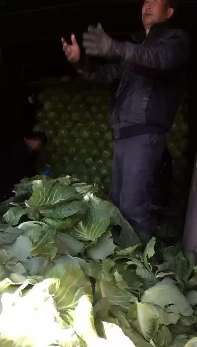 晚甘蓝又下来了