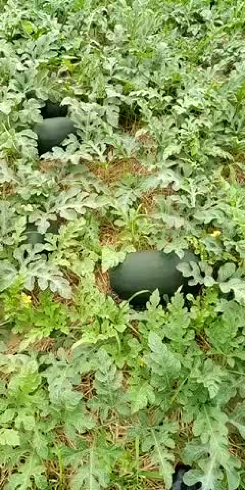 黑美人
