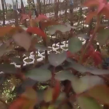 月季各种，包满意，欢迎采购