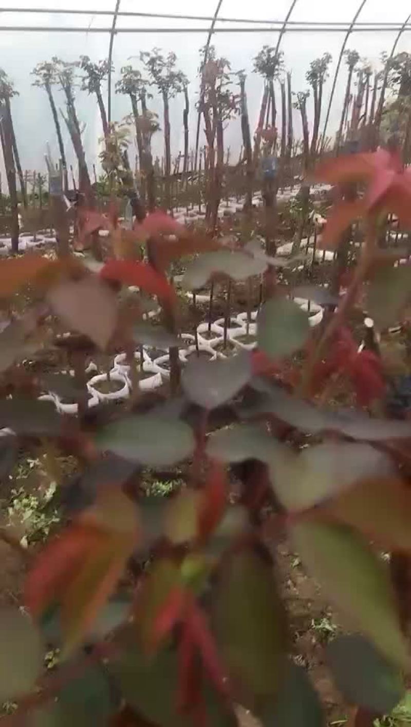 月季各种，包满意，欢迎采购