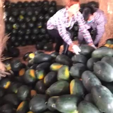 黑美人