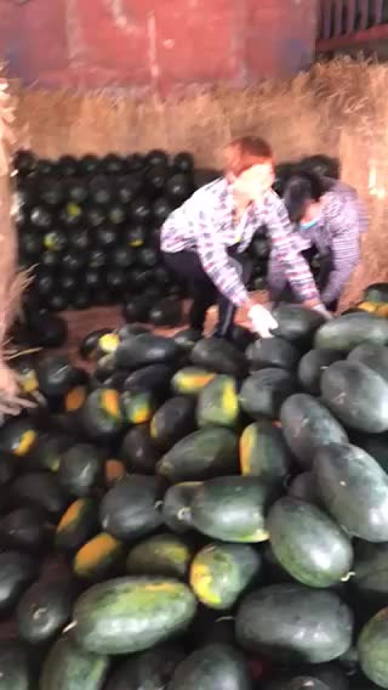 黑美人