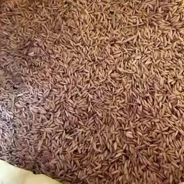 稻谷