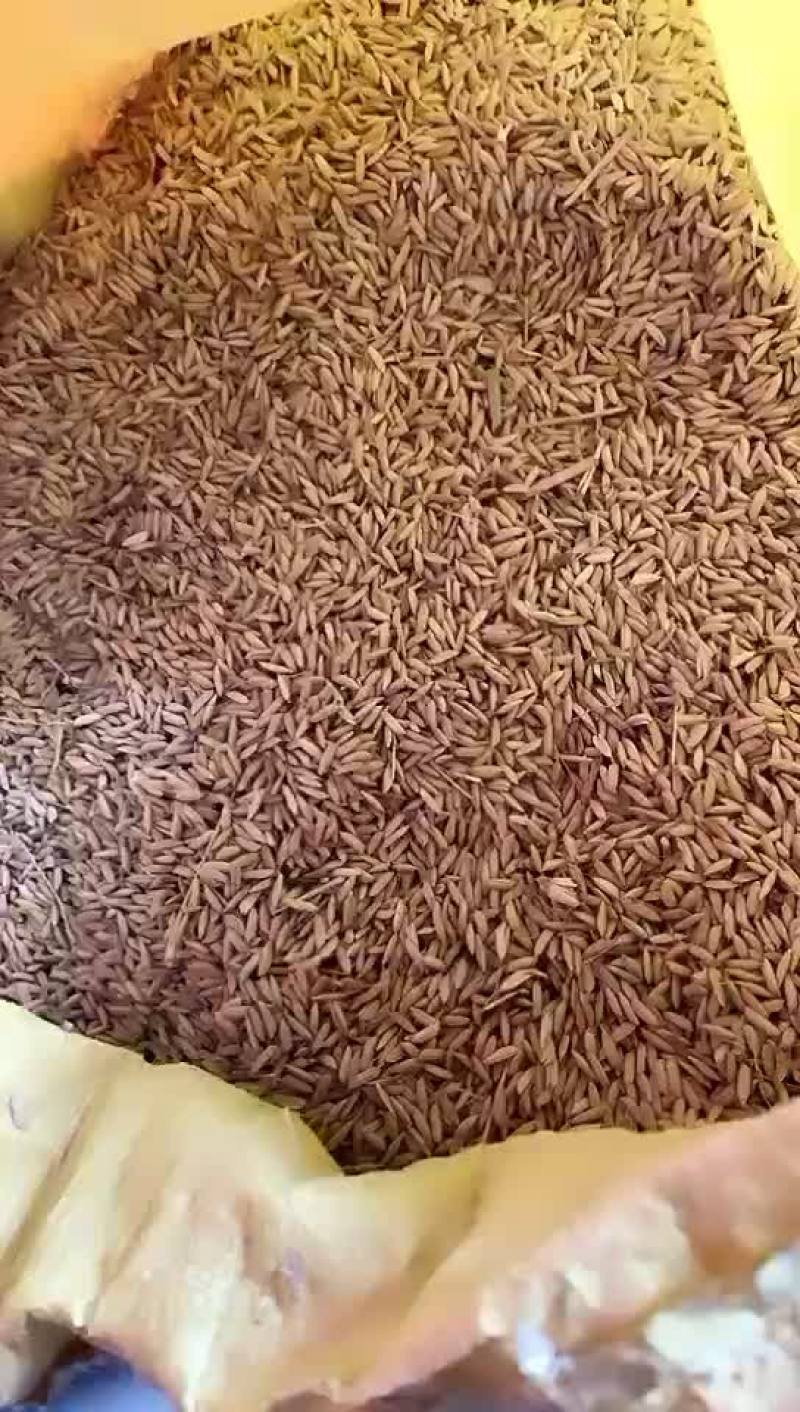 稻谷