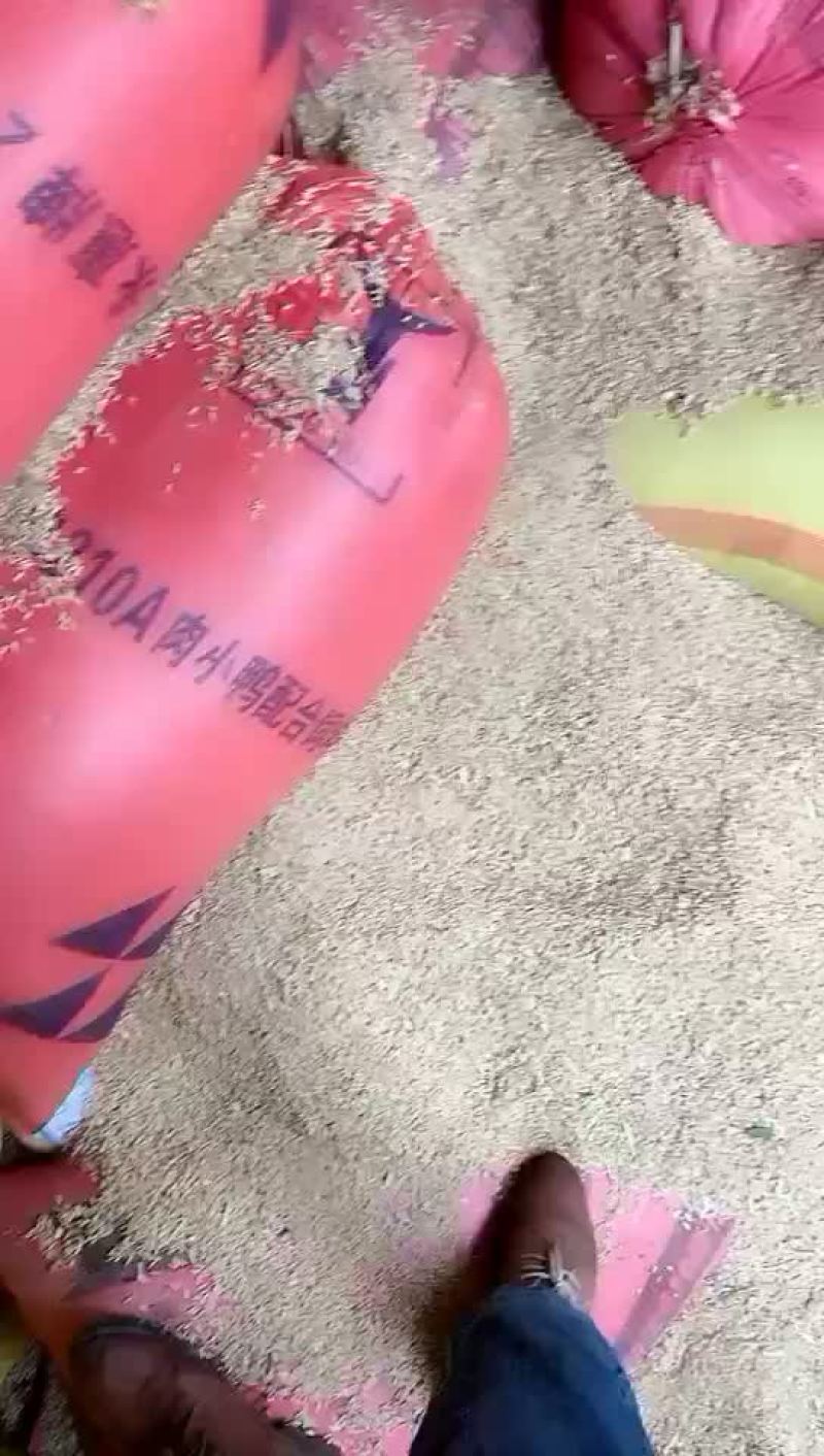 水稻