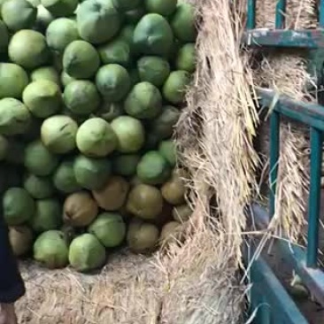 青椰亮货