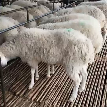 高腿大耳纯种小尾寒羊大量现货供应高腿大耳小尾寒羊头胎怀孕