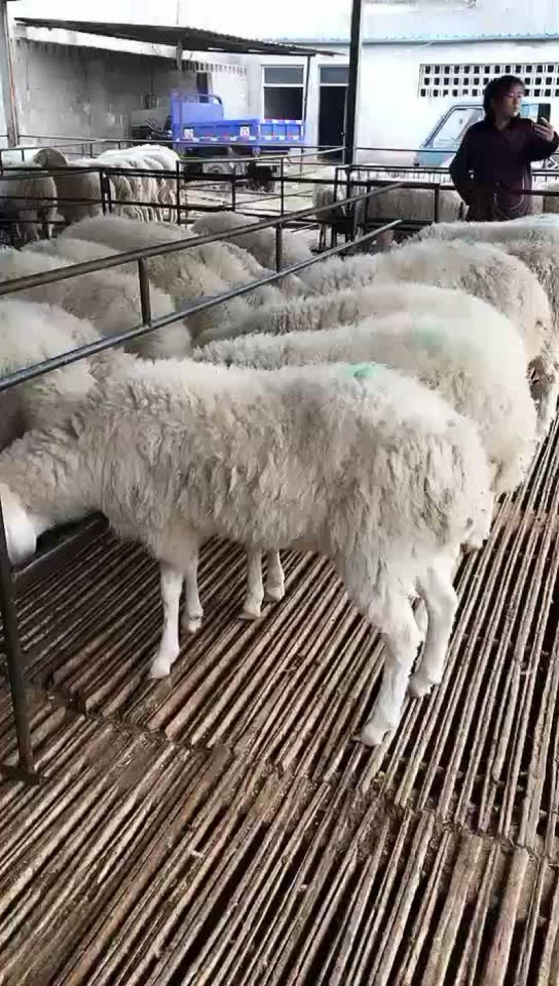 高腿大耳纯种小尾寒羊大量现货供应高腿大耳小尾寒羊头胎怀孕