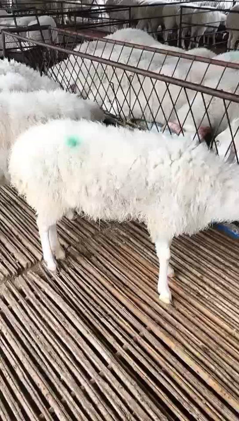 高腿大耳纯种小尾寒羊大量现货供应高腿大耳小尾寒羊头胎怀孕