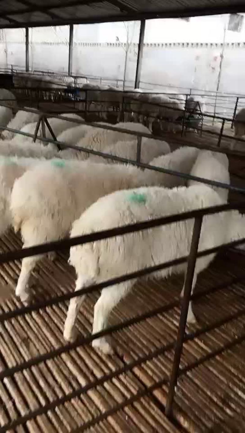 高腿大耳纯种小尾寒羊大量现货供应高腿大耳小尾寒羊头胎怀孕