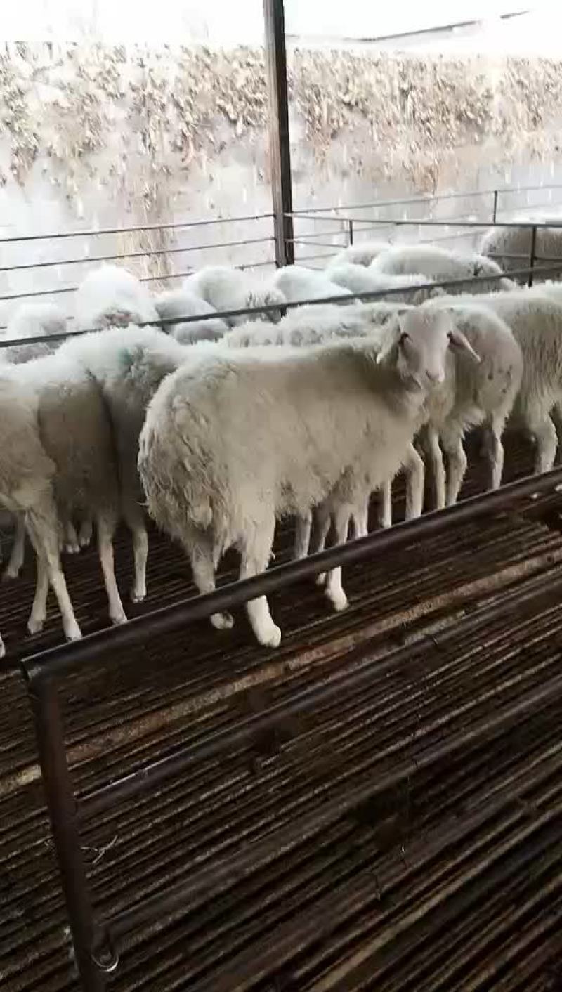 高腿大耳纯种小尾寒羊大量现货供应高腿大耳小尾寒羊头胎怀孕