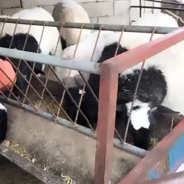杜伯母羊保质保量免费送货支持货到付款
