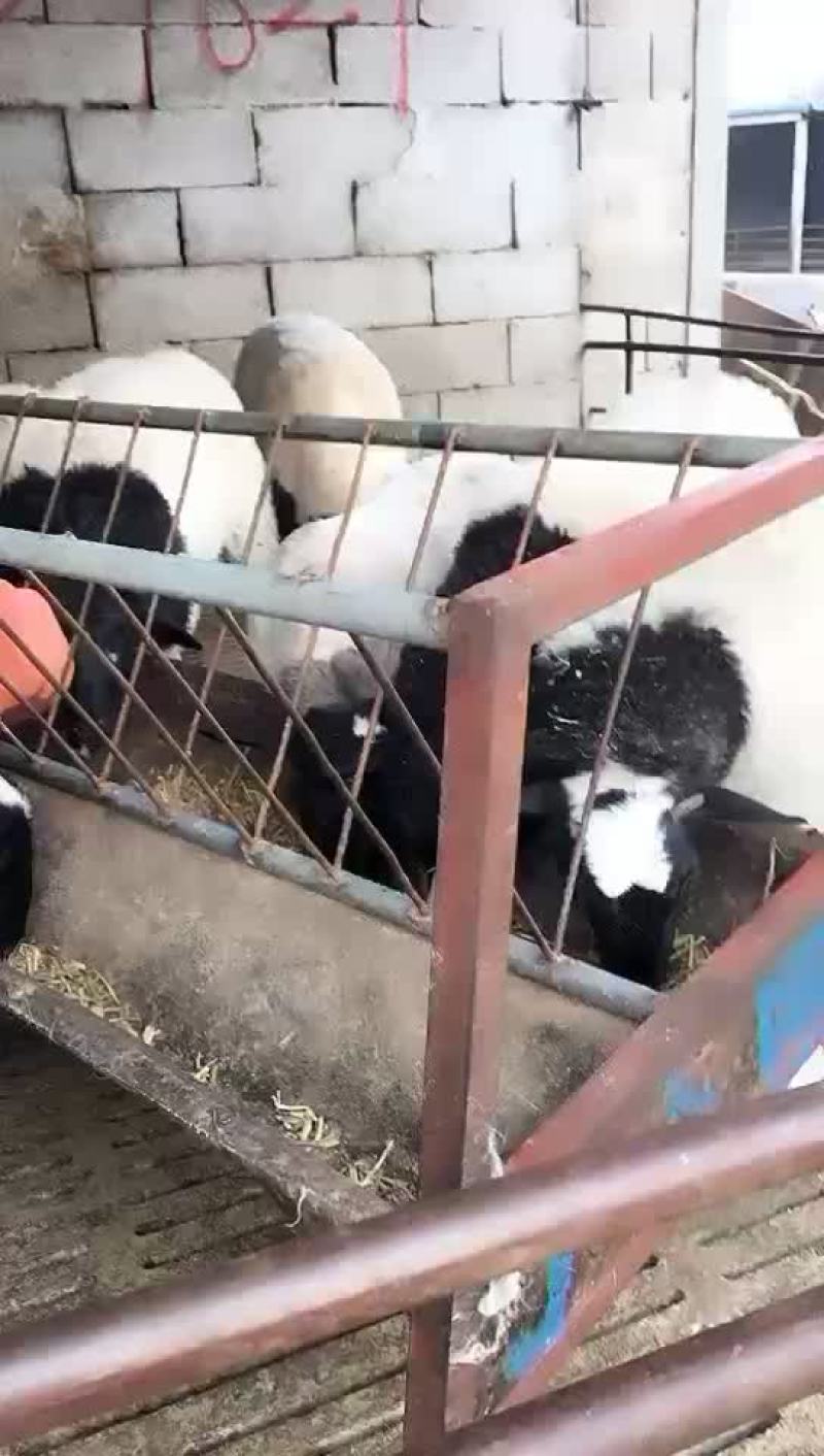 杜伯母羊保质保量免费送货支持货到付款