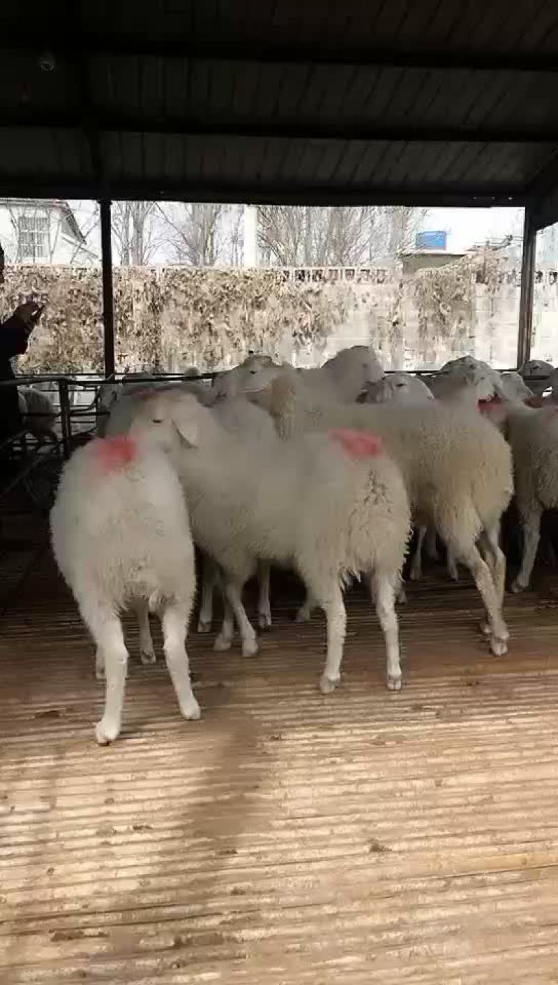 杜伯母羊保质保量免费送货支持货到付款