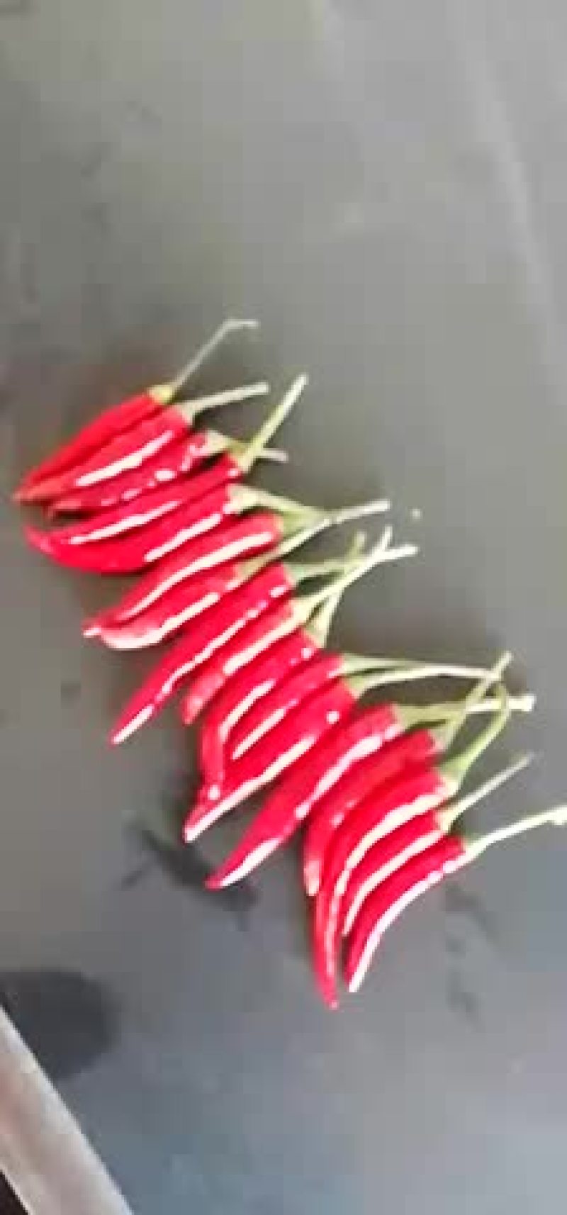 小米椒朝天椒