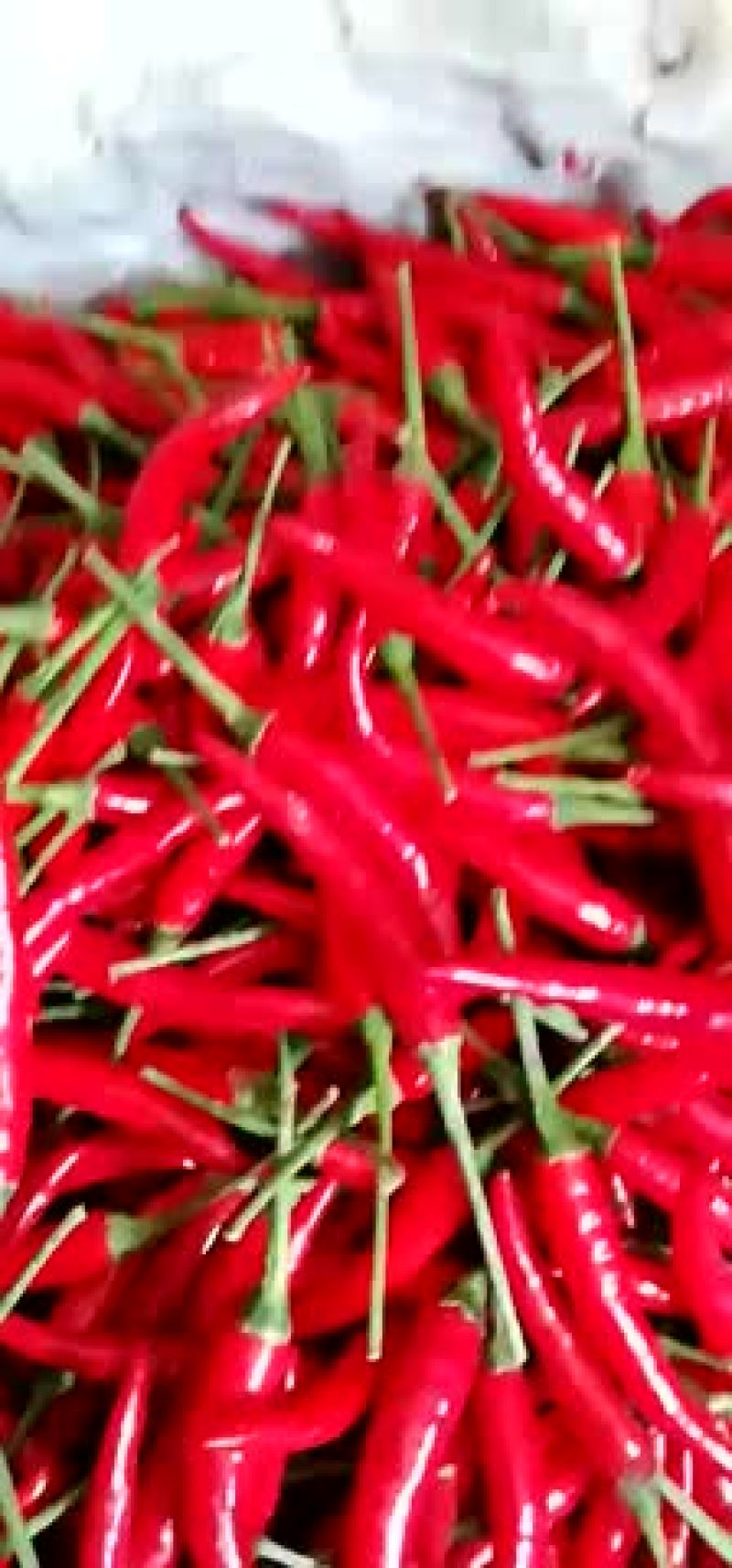 小米椒朝天椒