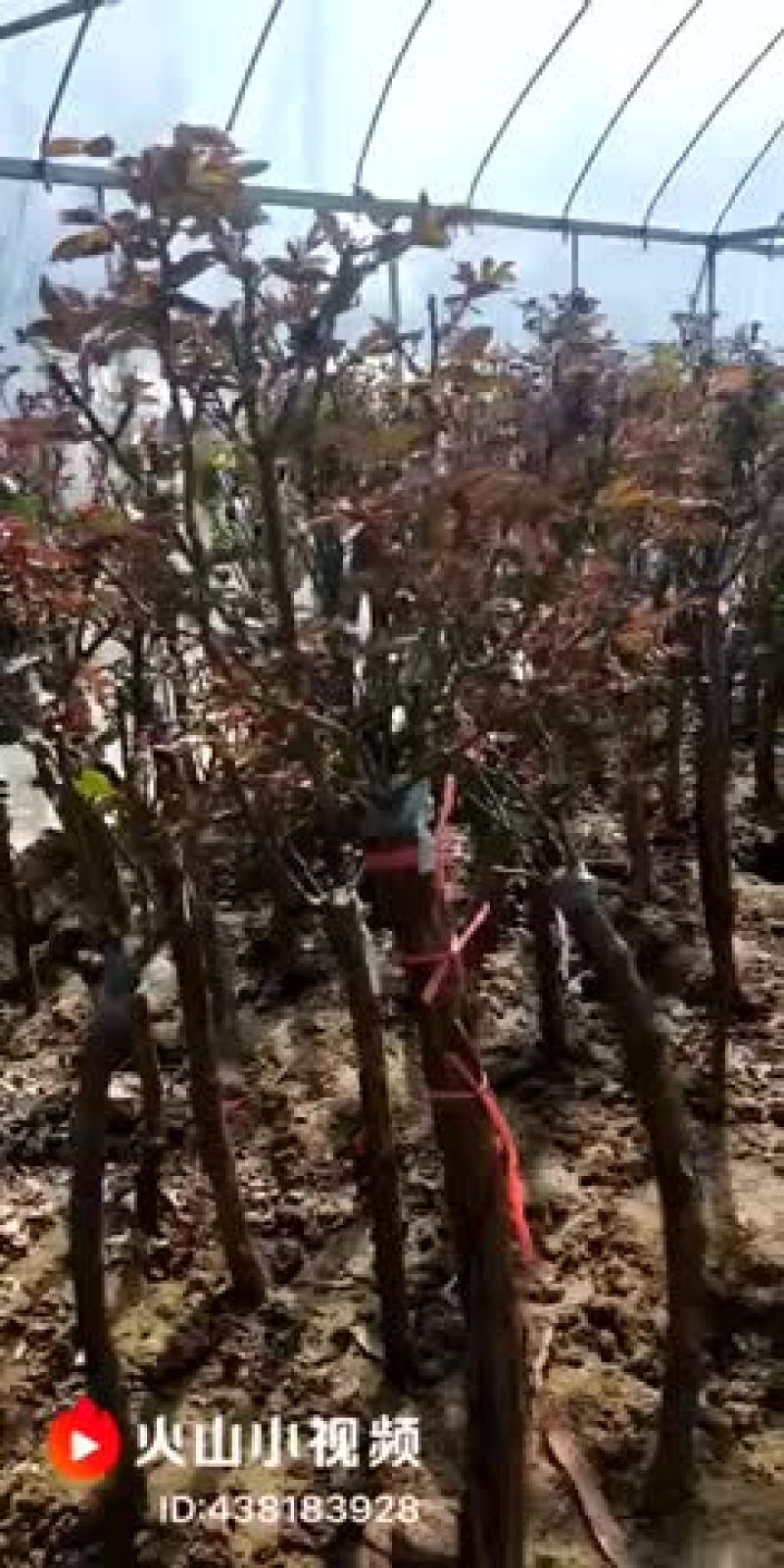 树桩月季基地直销