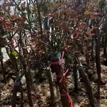 树桩月季基地直销