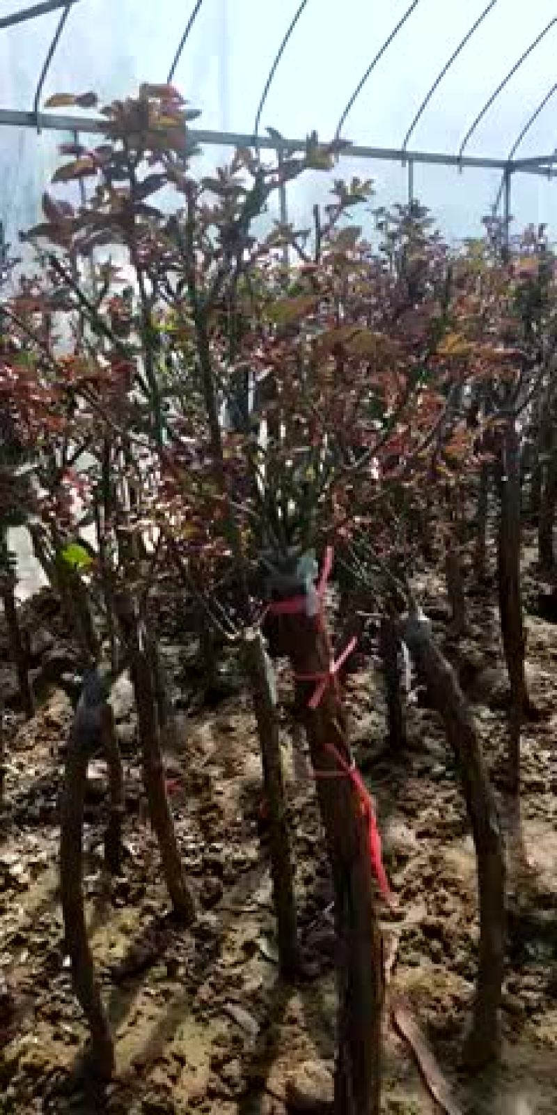 树桩月季基地直销