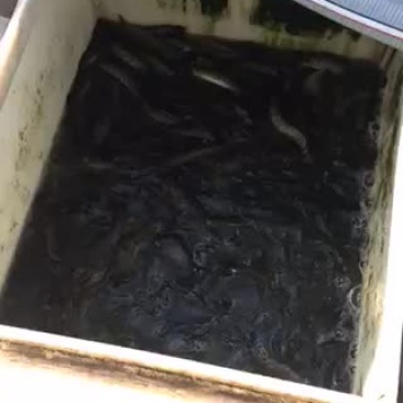 黑鱼苗