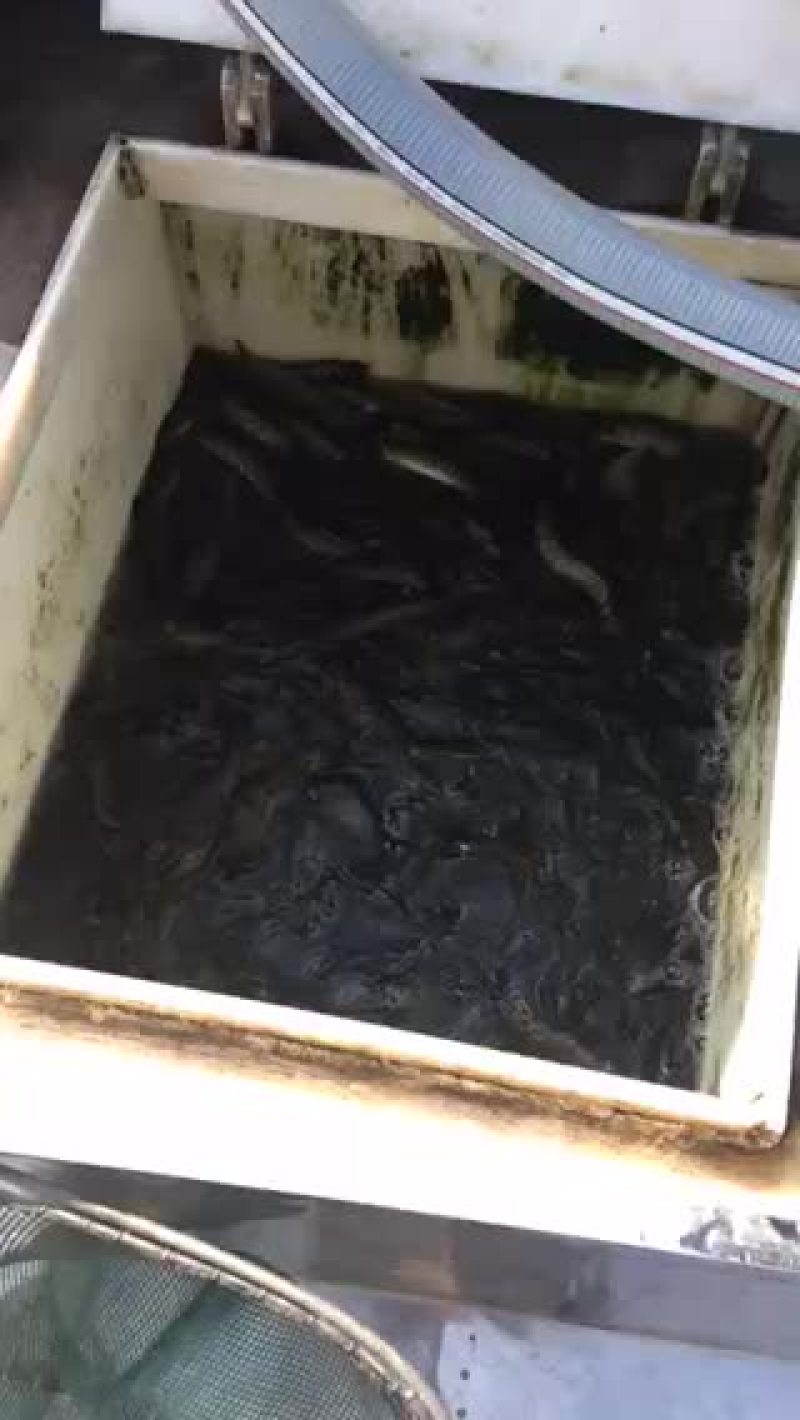 黑鱼苗