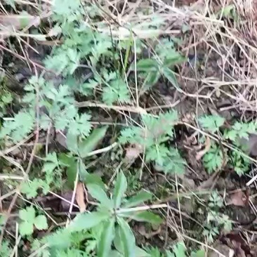 七叶一枝花重楼苗