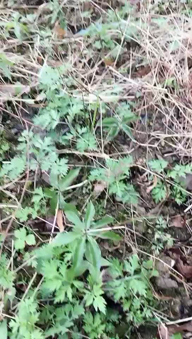 七叶一枝花重楼苗