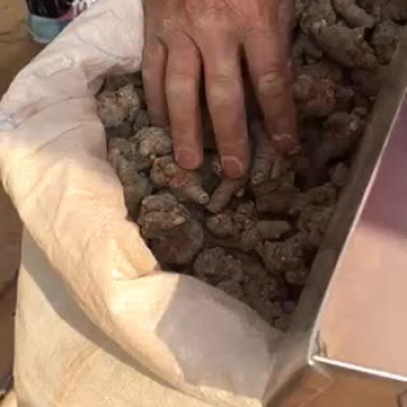 28头三七